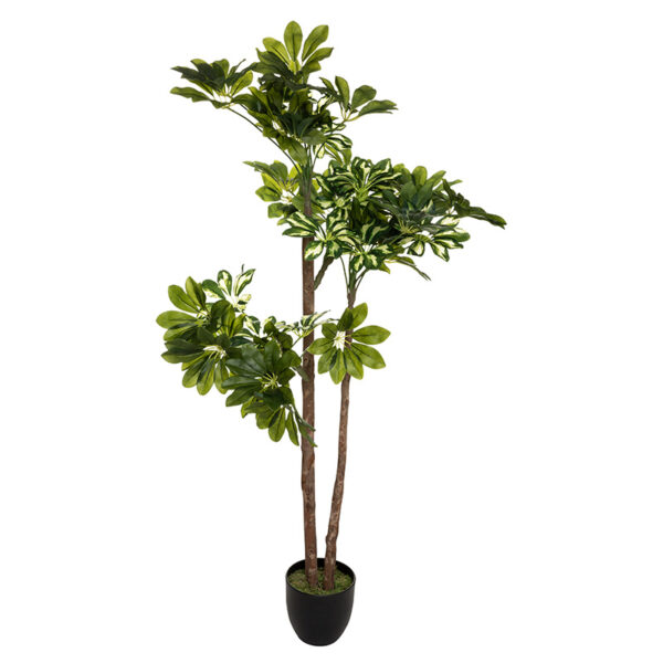 Φυτό σε γλάστρα Green6 pakoworld 70x65x135εκ - 199-000249